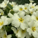 Primel oder Stängellose Schlüsselblume (Primula vulgaris)