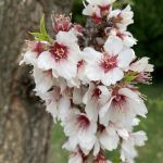 Mandelbaum (Prunus dulcis)