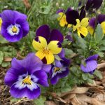 (Verwildertes) Stiefmütterchen (Viola tricolor)