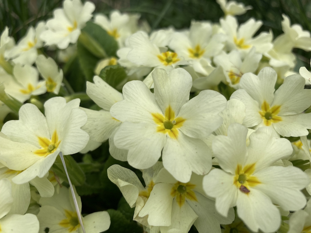 Primel oder Stängellose Schlüsselblume (Primula vulgaris)