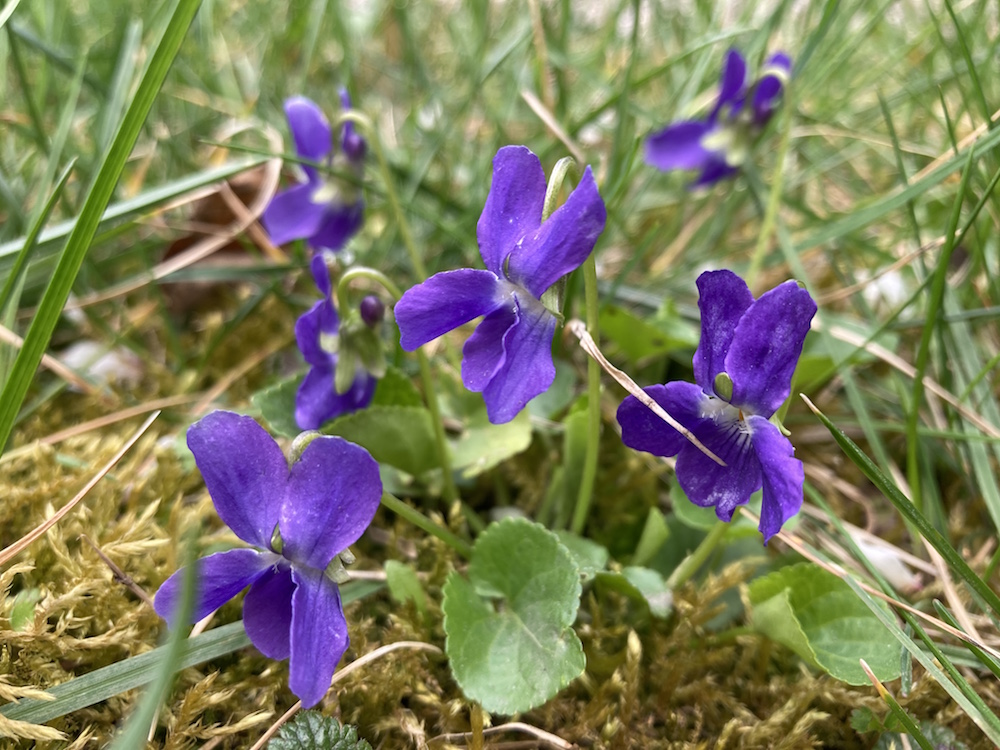 Duftveilchen (Viola odorata)
