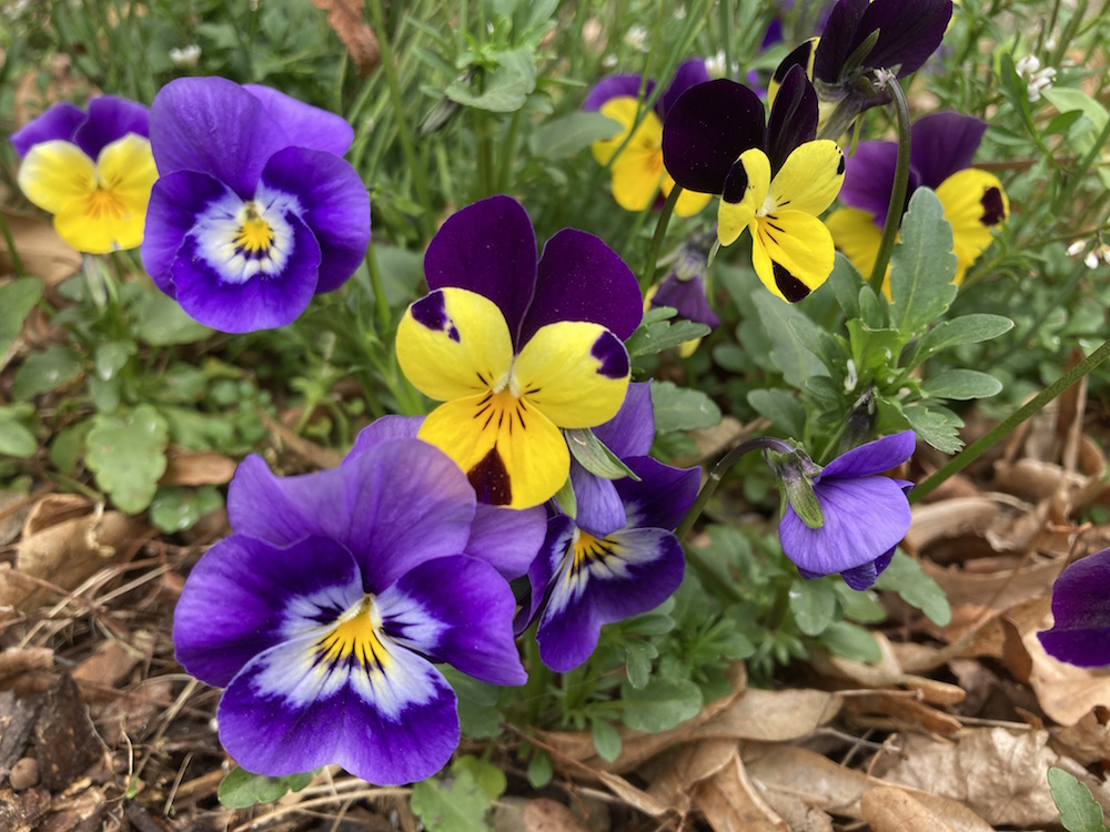 (Verwildertes) Stiefmütterchen (Viola tricolor)